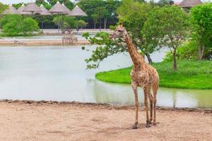 giraffen står på marken foto