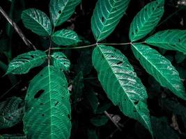 gröna blad lynnig ljusgrön tapet bakgrund foto