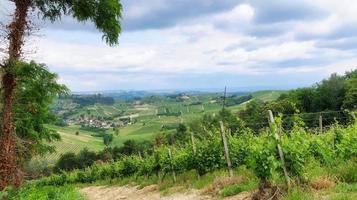 landskap av vinrankor och rader av druvor i monta d'alba i den piemontesiska langhe foto