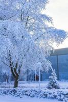 snöig vinter snö och is landskap panoramautsikt bremerhaven tyskland. foto