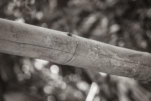 bambu träd växter naturlig djungel skog puerto aventuras mexico. foto