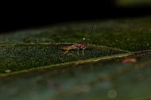 vuxen braconid geting foto