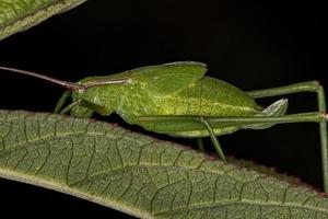 faneropterin katydid nymf foto