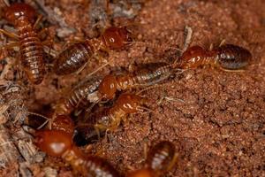 vuxna termiter med käken foto