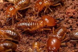 vuxna termiter med käken foto