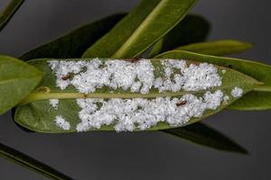 vitskala insekter foto