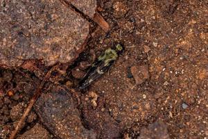 liten microcaddisfly insekt foto