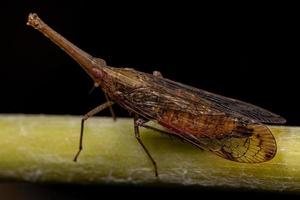 vuxen dictyopharid planthopper insekt foto