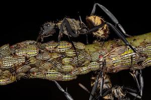 kvinnlig vuxen skimrande gyllene sockermyra med aetalionid treehopper nymfer foto