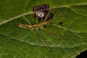 assassin bug nymf foto