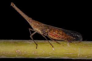 vuxen dictyopharid planthopper insekt foto