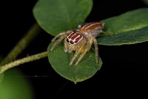 liten kvinnlig hoppande spindel foto