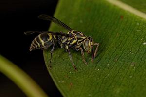 vuxen pappersgeting foto