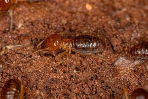 vuxen käksvårt termit foto