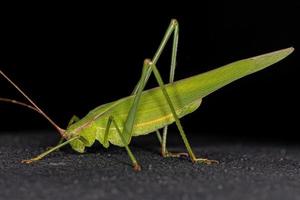 vuxen fananeropterin katydid foto