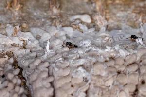 äggsäck från en hemipteran-insekt parasiterad av getingar foto