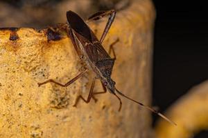 vuxen bladfotad bugg foto