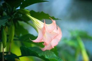 brugmansia, ett släkte av sju arter av blommande växter i familjen solanaceae foto