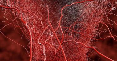 system många små kapillärer förgrenar sig ur det stora blodkärlet foto