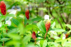 costus speciosus eller indisk huvud ingefära i trädgården foto