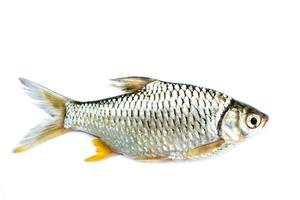 barbodes gonionotus eller silver hulling fisk foto