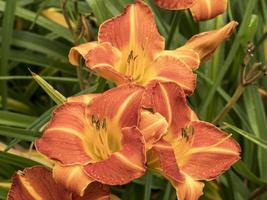 tre hemerocallis daglilja blommor sort staghorn sumac foto