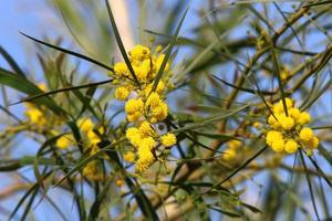 mimosaträdet blommar i stadsparken foto