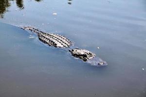 en vy av en aligator i florida foto