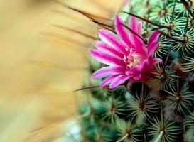 blommande kaktus med vackra rosa kaktusblommor foto