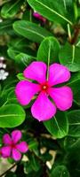 madagaskar snäcka blomma foto