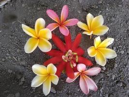 frangipani blomma natur skönhet foto