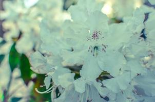 blommande äng med vita blommor av rhododendronbuskar foto