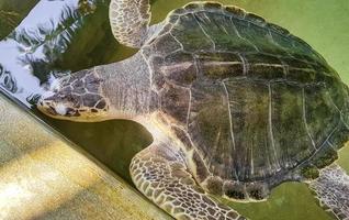 grön havssköldpadda Hawksbill havssköldpadda havssköldpadda simmar. foto