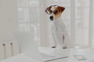 horisontell bild av jack russell terrier hund lutar tassar på vitt bord, bär roliga genomskinliga glasögon, arbetar på bärbar dator istället för ägaren, poserar i vitt skåp eller kontor. arbetstid foto