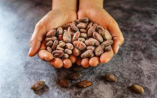 torkade bruna kakaobönor i bondens hand foto