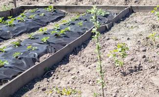 snygga långa bäddar av jordgubbar täckta med svart agrofiber. en grön jordgubbsplanta i ett mörksvart spunbond hål i marken. tillämpning av modern teknik för odling av jordgubbar. foto