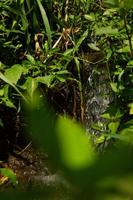 selektiv fokusering av rent vatten från en källa som rinner från toppen av bergen omgiven av gröna växter runt den foto