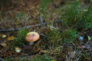 liten röd paddasvamp. svamp i skogen. foto