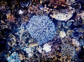 undervattenskorallskott på Ningaloo-revet foto