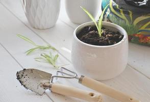 chlorophytum blommar före plantering. blomkrukor och trädgårdsredskap foto