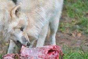 ung vit varg, tagen i vargparken werner freund under matning foto