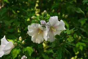 vita hibiskusblommor med vackra kronblad, på en hibiskusbuske. växt på nära håll foto