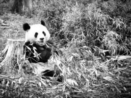 stor panda i svart och vitt, sitter och äter bambu. Hotade arter. foto