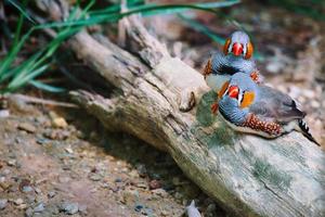 Zebra finch par i kärlek gosa på en trädstam. romantiska och söta små fåglar foto