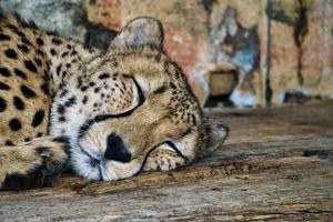 gepard som sover. fläckig päls. den stora katten är ett rovdjur. vilande däggdjur. jägare foto