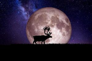 natt hjort siluett mot bakgrund av en stor måne element i bilden är dekorerad av nasa foto