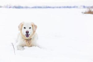stor labrador retriever hund i vinterlandskap ligger i snön i snödriva. foto