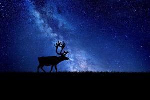 natt hjort siluett mot bakgrund av Vintergatan. vackra bakgrundsbilder foto