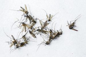 ett stort antal döda myggor på en vit bakgrund. foto