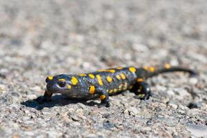 salamander går på gatan foto